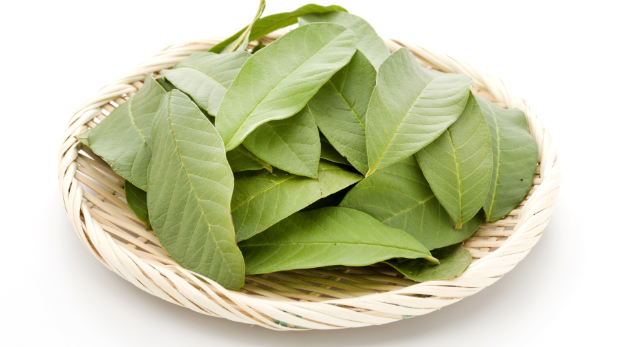 Guava leaves