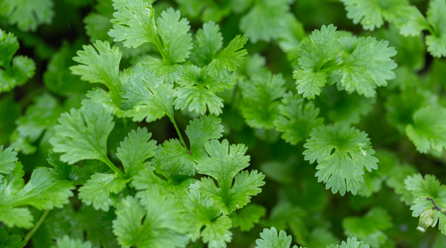 Coriander Leaves