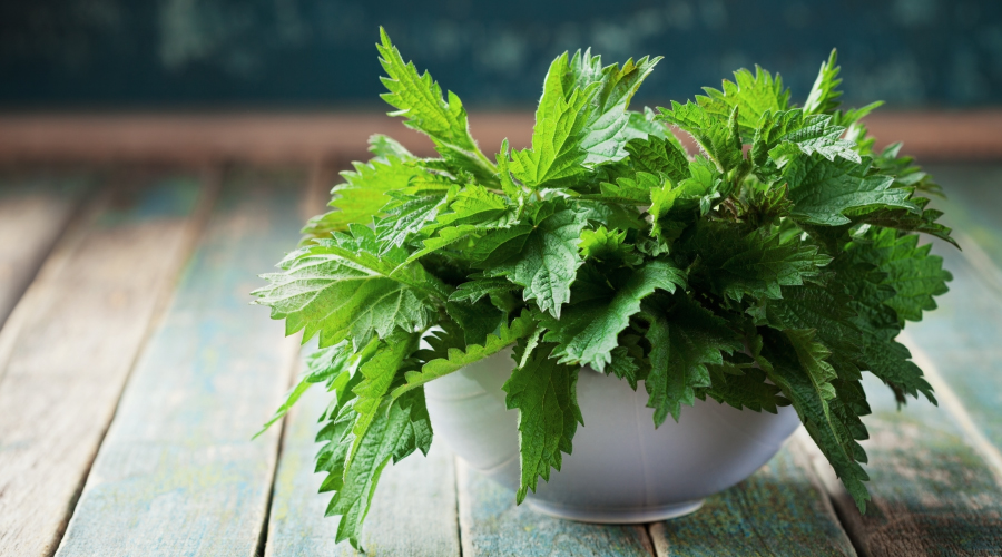 Nettle Leaf