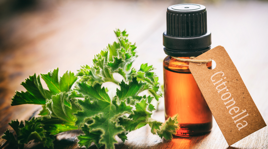 Citronella