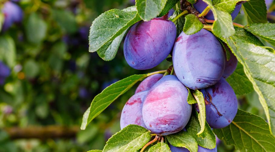 plum benefits